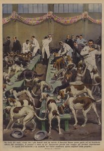 Hundfesten