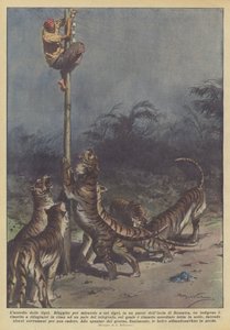 Tigrarnas belägring