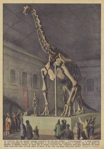 Skelettet av det största landdjuret som någonsin levt, brachiosaurus?