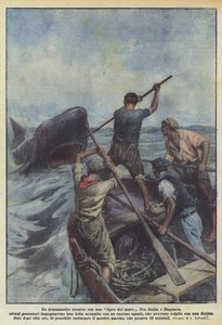 En dramatisk konfrontation med en havstiger
