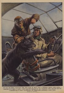 Flydde en björn, som transporterades med flygbolaget från New York till Pittsburg, från buren? av Achille Beltrame