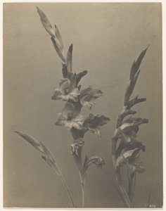 [Gladiolus] av Achille Quinet