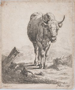 En ko, sedd framifrån, 1805.