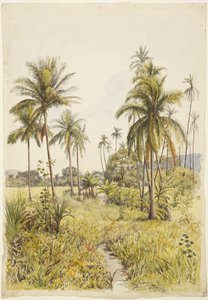 Palmer, Colima (akvarell)