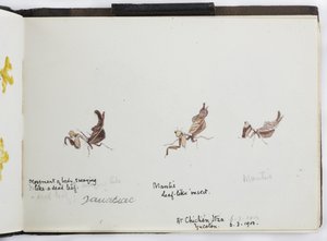 Skissbok med ritningar och anteckningar, Nord- och Sydamerika (inklusive Mexiko) av Adela Breton
