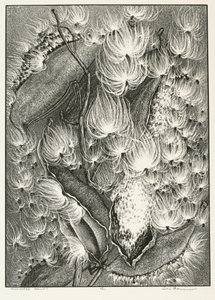 Milkweed balett av Adolf Ernst Meissner