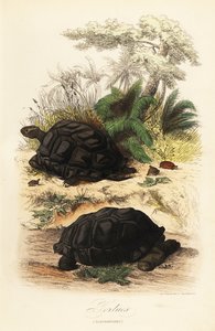 Aldabra jättesköldpadda, Aldabrachelys gigantea, sårbar