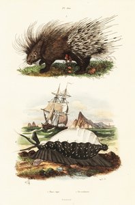 Crested porcupine och tiger cowrie.