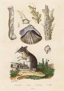 Elefantsmössa, mussla och koraller., 1834-1839 (gravyr) av Adolph (after) Fries
