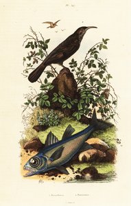 Gråkrönt babbel och svart kardinalfisk. av Adolph (after) Fries