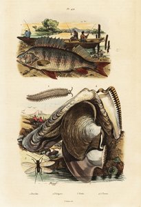 Abborre, pärlostron, sammetsmask och snörning., 1834-1839 (gravyr)