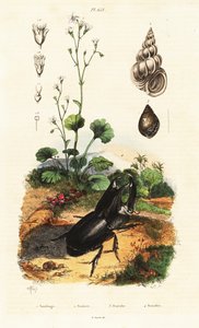 Noshörningsbagge, snigel och saxifrage.