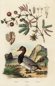 Havsingfära, pochard och känslig växt. ,1834-1839 (gravyr) av Adolph (after) Fries