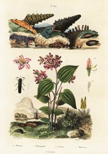 Trumpetsniglar, soldatbaggar och Clidemia., 1834-1839 (gravyr) av Adolph (after) Fries