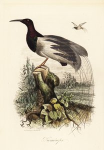 Tolvtrådig paradisfågel, Seleucidis melanoleucus