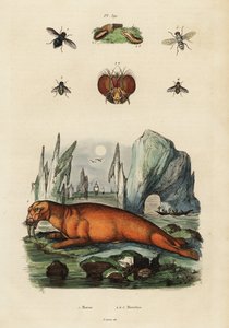 Valross och flugor. ,1834-1839 (gravyr) av Adolph (after) Fries