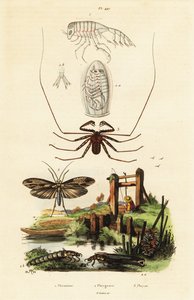 Piska spindel och caddisfly.