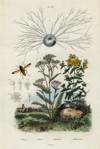 Yarrow, johannesört, foraminifera och svävfluga., 1834-1839 (gravyr) av Adolph (after) Fries