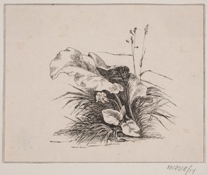 Fiolen av Johan Adolph Kittendorff