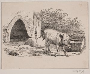 Kedjegrisen