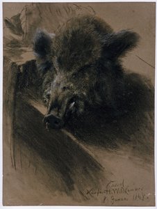 Ett vildsvinshuvud i kurfurstens viltkammare i Kassel av Adolph Menzel