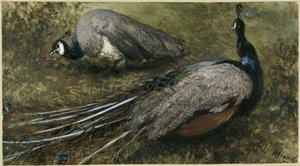 De två påfåglarna. Ur ”Barnalbumet” av Adolph Menzel