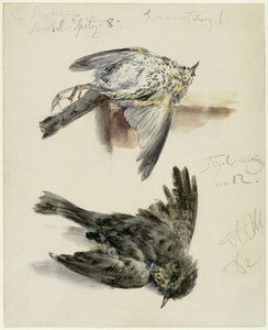 Död Krammetsfågel i två vyer av Adolph Menzel