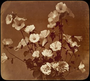 [Blomsterstudie, Sharonros]
