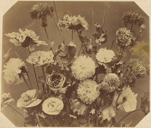 [Blommor] av Adolphe Braun