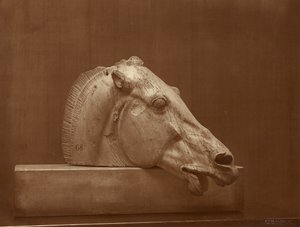 [Hästhuvud från Parthenons fronton, British Museum] av Adolphe Braun