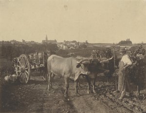 [Man med oxar] av Adolphe Braun