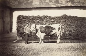 [Prize Bull] av Adolphe Braun