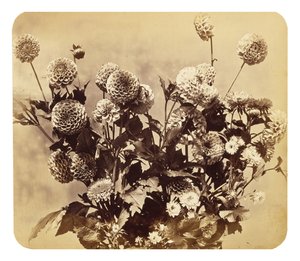 Utan titel, c. 1860 (albumintryck)