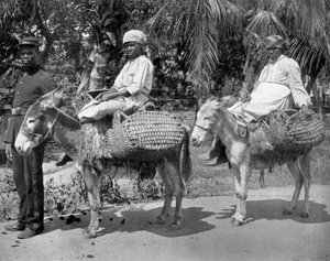 Iväg till fängelset, Jamaica, c1905.