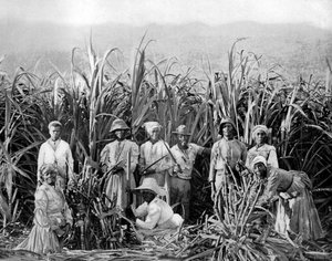 Sockerrörsskärare, Jamaica, c1905.