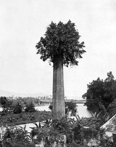 Träd som växer ut gammal sockergårdsskorsten, Jamaica, c1905.