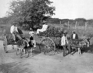 Trävagnar, Jamaica, c1905. av Adolphe Duperly and Son