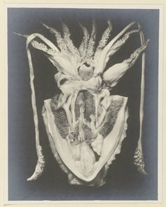 Anatomi av en bläckfisk Anatomie de la Seiche (titel på objekt) av Adolphe Louis Donnadieu
