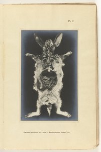 Kanin uppskuren med organen synliga Organes internes du lapin -Photography dans l
