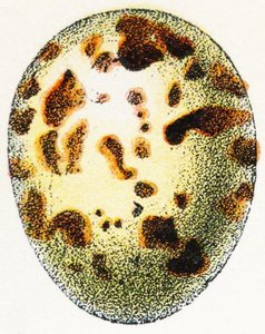 Ägg av sparvhök, 1923