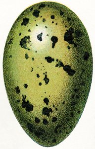 Egg of a Common Loon, 1923 av Adolphe Philippe Millot