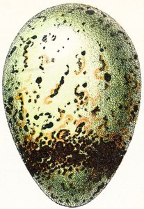 Gillgrissllossägg, 1923 av Adolphe Philippe Millot