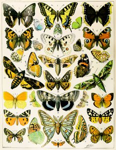 Illustration av fjärilar och malar c.1923 (litho) av Adolphe Philippe Millot