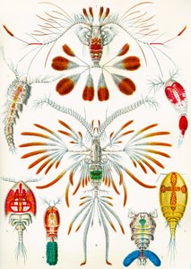 Illustration av Copepods, c.1909 av Adolphe Philippe Millot
