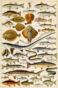 Illustration av ätbar fisk, c.1923