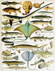 Illustration av fisk ca 1923 (litho)