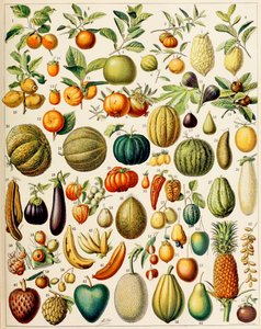 Illustration av frukt c.1923 av Adolphe Philippe Millot
