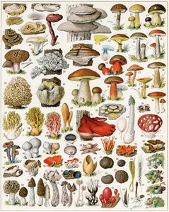 Illustration av svampar c.1923 av Adolphe Philippe Millot