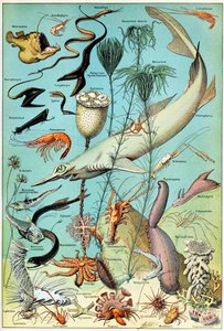 Illustration av en djuphavsscen under vattnet c.1923 av Adolphe Philippe Millot