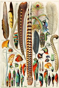 Illustration av fjädrar och fåglar c.1923 av Adolphe Philippe Millot